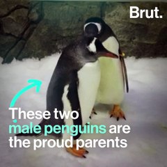 Two male penguins have raised a healthy chick