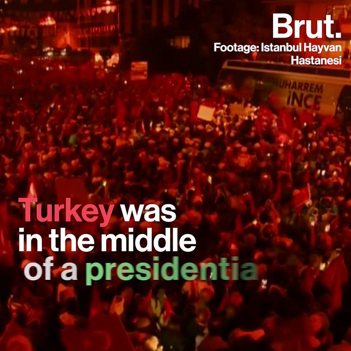 In Turkey, a puppy brought the animal rights issue back