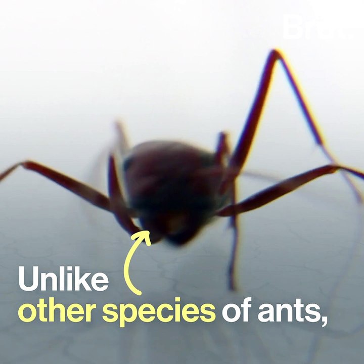 Meet the Saharan silver ant, the fastest ant in the world - video ...
