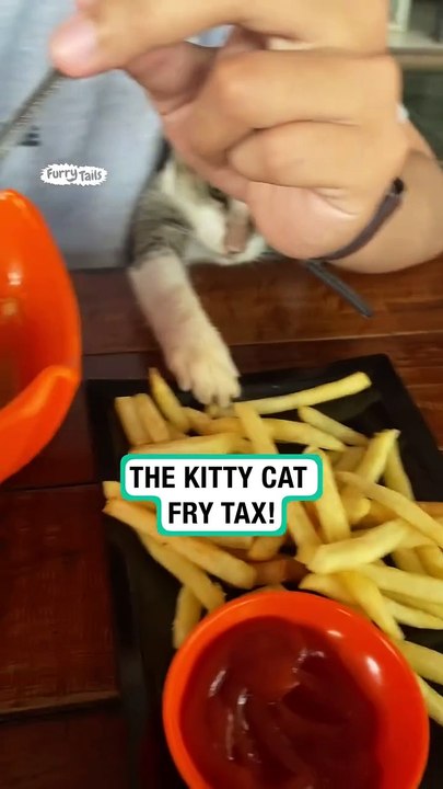 Lach dich schlapp mit Lustige Pfoten Ч. 7