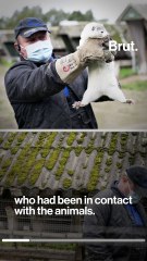 Minkgate: Denmark kills 17 million mink to stop COVID mutation