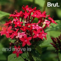 The hummingbird hawk-moth and convergent evolution