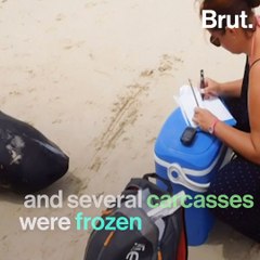 163 dolphins mysteriously washed up in Cape Verde