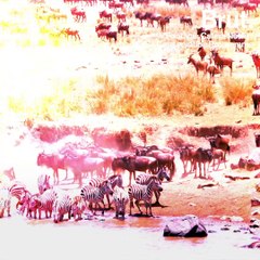 Two white giraffes killed by poachers