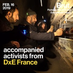 The living conditions of laying hens in France