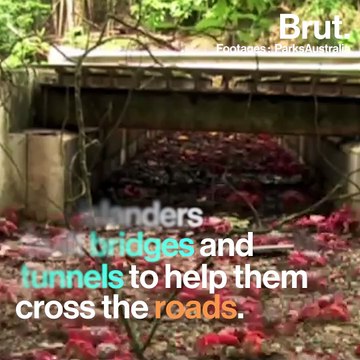 Red crabs are threatened by crazy ants