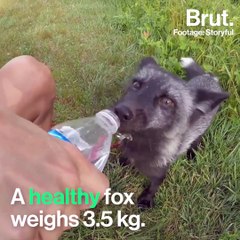 "Monster foxes" bred in fur farms in Finland