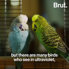 Do animals really have a 6th sense?