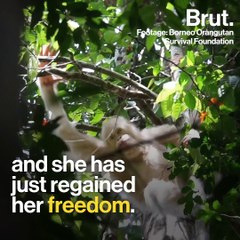 This female orangutan has just regained her freedom