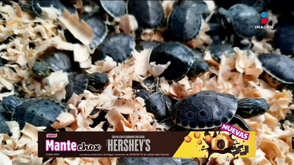 Profepa asegura 320 crías de tortuga pavo real en la México-Puebla