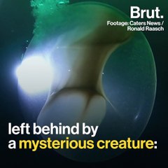 Divers stumbled upon an extremely rare giant squid egg