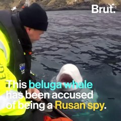 Animals Accused of Spying