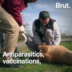 Veterinary bus saves stray animals in Istanbul