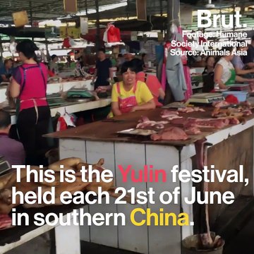 China: thousands of cats and dogs are killed each year during Yulin festival