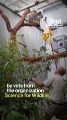 Koalas released back into the wild