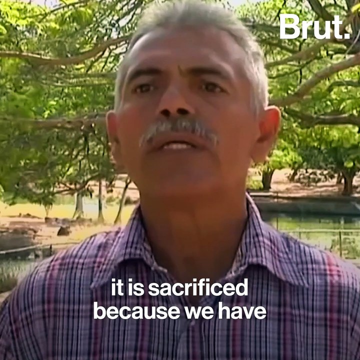 Venezuela zoo animals are being killed to feed other animals