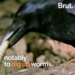 How crows use cars to crack open nuts