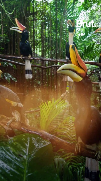 The bizarre rhinoceros hornbill