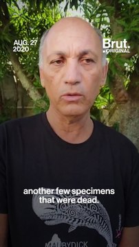 Dead dolphins wash up in Mauritius near the site of an oil spill