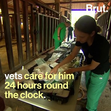 Saving the last male northern white rhino