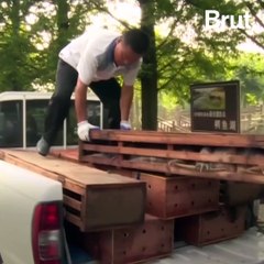 The Chinese alligator is being reintroduced into the Yangtze River