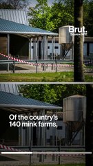 Dutch fur farms ordered to cull 10,000 mink amid Covid outbreak