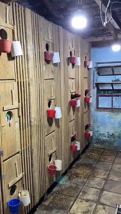 Arena para rinha de galo é descoberta em Gaspar e animais são encontrados feridos