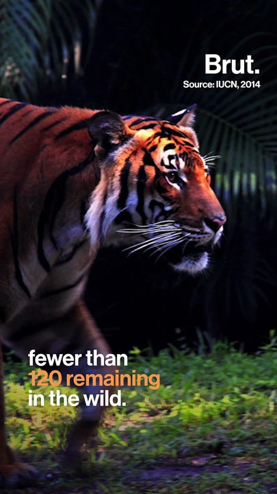 All these animals are threatened by humans