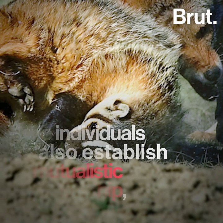 Video showing a badger and coyote collaborating