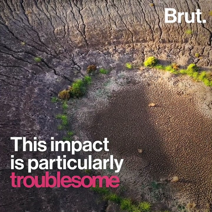 Thousands of camels will be killed in Australia