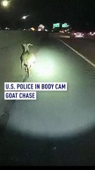 Police body-cam goat chase