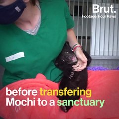 This bear cub narrowly escaped illegal trafficking