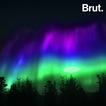 The taiga forest is threatened by deforestation