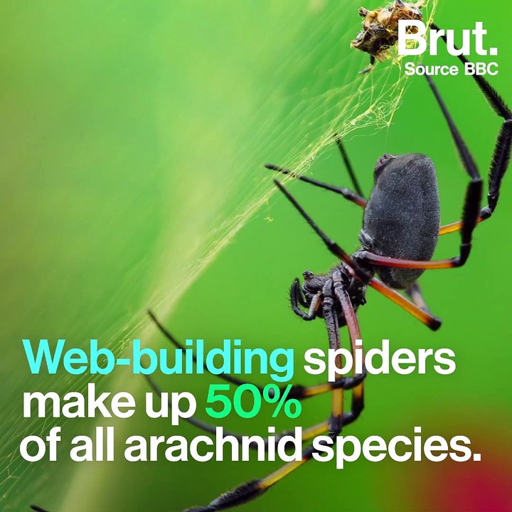 How spiders build their webs