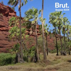 Australia: The Carmichael coal mine is still courting controversy