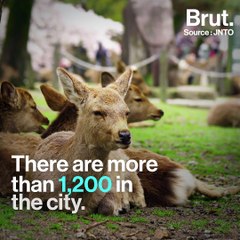 Sika deer attract millions of tourists each year