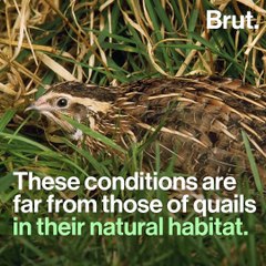 The terrible living conditions of farmed quails in France