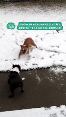 Boston Terrier Spins Zoomies Through Snow