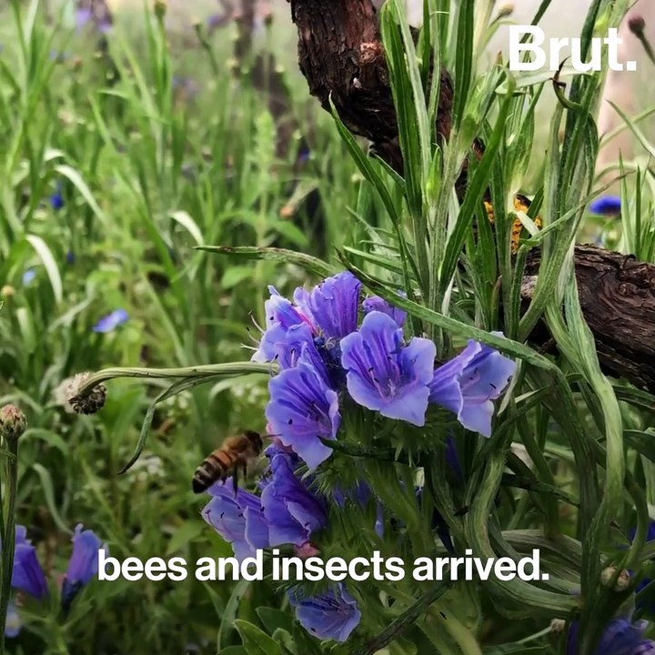 The BiodiversiTerre project in Paris