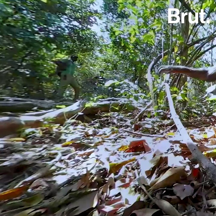 The Wild Immersion VR experience