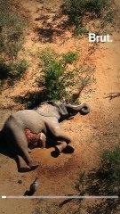 Meanwhile, in Botswana…