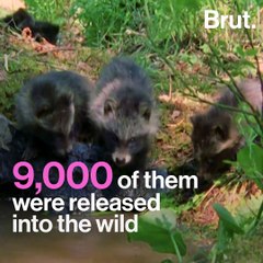 Raccoon dogs are spreading as far as eastern France