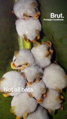 The Honduran white bat is tiny