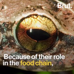 Insects are vanishing at an alarming rate