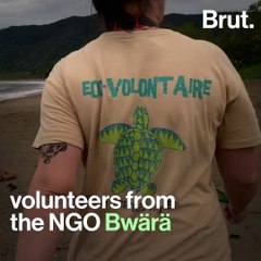 An NGO in New Caledonia is rescuing sea turtles