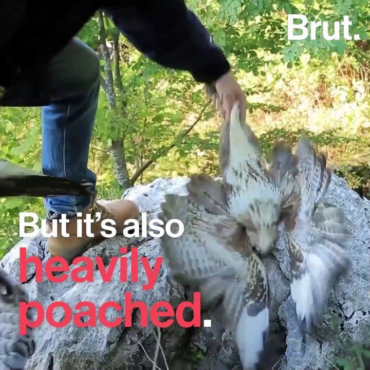 Birds of prey in danger in Albania