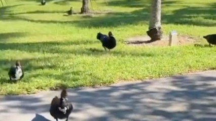Is This Woman a Real Life Snow White? This Amazing Moment Was Captured in a Park