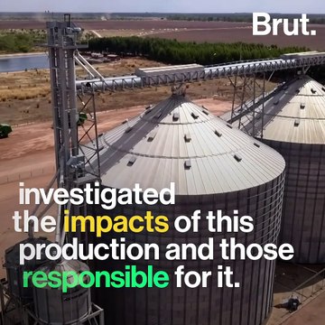 Soybean cultivation threatens biodiversity in Brazil