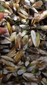 Thousands of mussels found dead in New Zealand