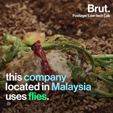 Low-tech initiatives: Transforming waste into compost using flies